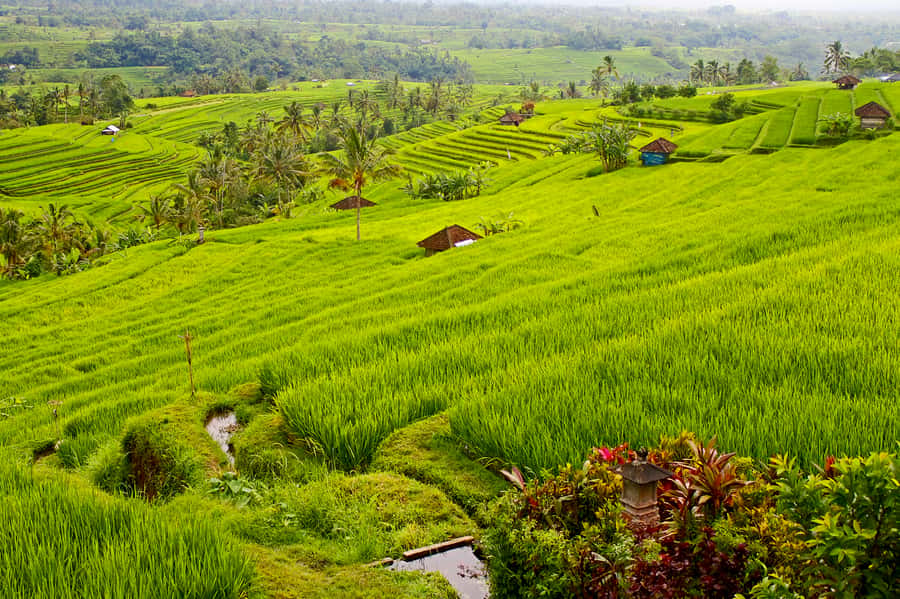Bali: Jatiluwih Rice Terraces 1 Hour Electric Bike Tour - Jatiluwih Rice Terraces by E-Bike: Fast Access to UNESCO Views