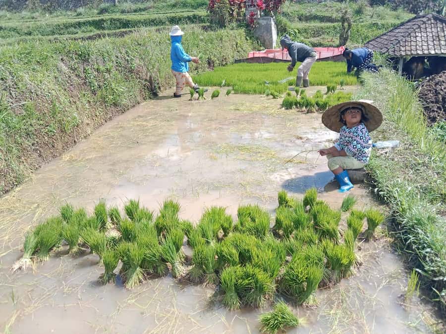 Bali: Jatiluwih Rice Terraces 1 Hour Electric Bike Tour - Price and Value for a Guided UNESCO Terraces Ride ($22)