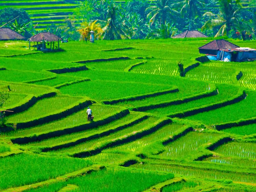Bali: Jatiluwih Rice Terraces, Sangeh Forest & Coffee Tour - Sangeh Monkey Forest: temple grounds with long-tailed macaques