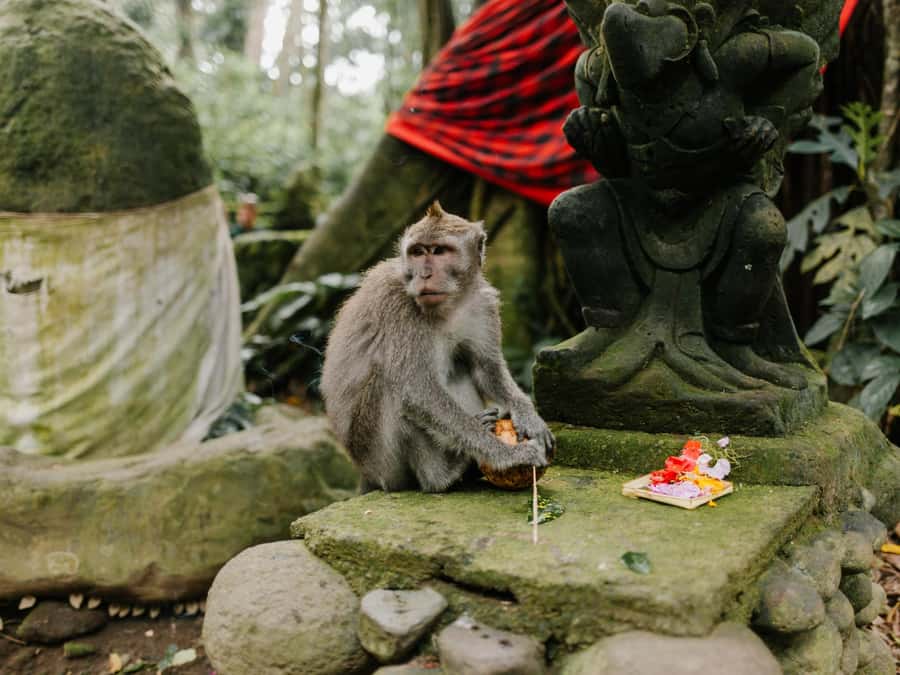 Bali: Jatiluwih Rice Terraces, Sangeh Forest & Coffee Tour - Who this tour is best for (and who should skip it)