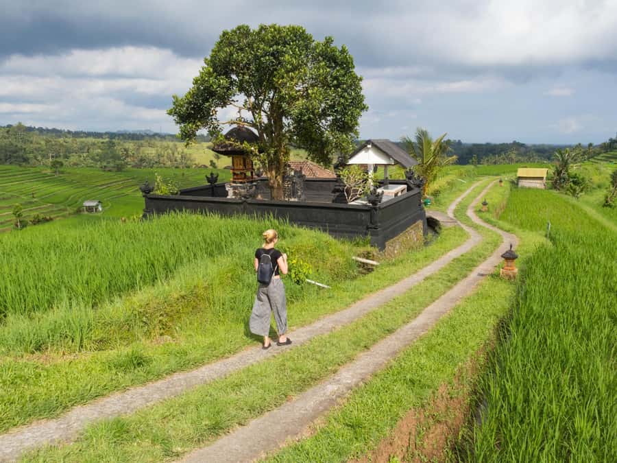 Bali: Jatiluwih Rice Terraces, Sangeh Forest & Coffee Tour - Pickup, timing, and the WhatsApp system