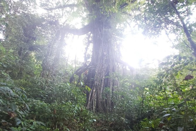 Bali Jungle Trekking and Lake Canoeing Tour - Canoeing on Buyan and Tamblingan: the quiet highlight