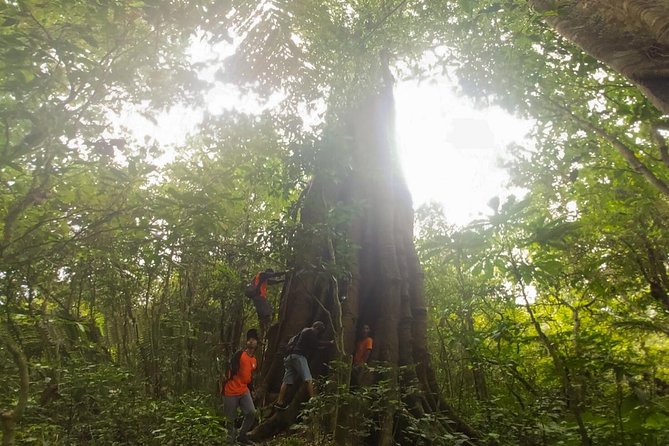 Bali Jungle Trekking and Lake Canoeing Tour - The jungle walk and Ulan Danu Tamblingan Temple stop