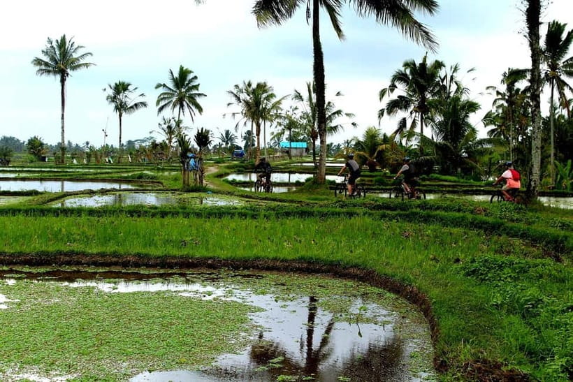 Bali: Kintamani Downhill Bike Tour, Jungle and Waterfalls - Optional fireflies at twilight (afternoon tours only)
