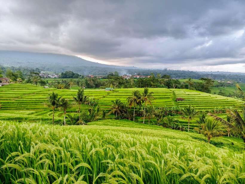 Bali: Lake Temple, Jatiluwih Rice Terrace & Waterfall Tour - Banyumala Waterfall swim stop: clear water, real comfort needs