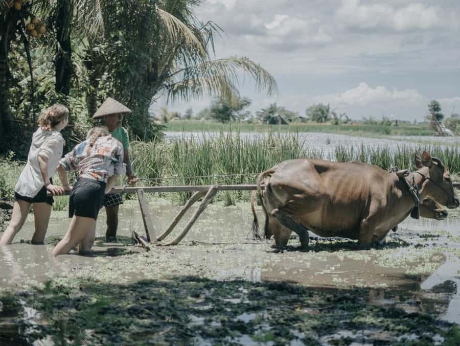 Bali: Local Village and School Tour with Lunch - Key moments that make this tour worth your time