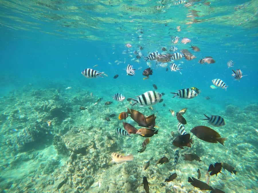 Bali: Lovina dolphin adventure with breakfast and snorkling. - Lovina’s morning plan: pickup, boat, and why early matters