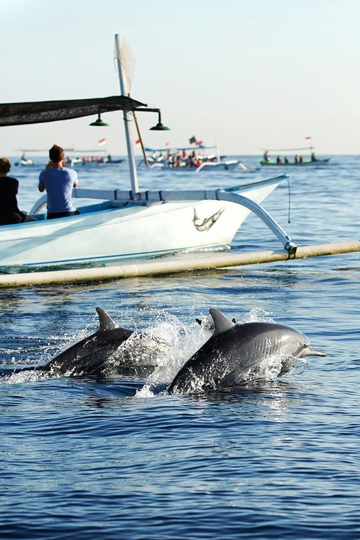 Bali: Lovina dolphin adventure with breakfast and snorkling. - The dolphin swim segment: what you’re doing and what to expect