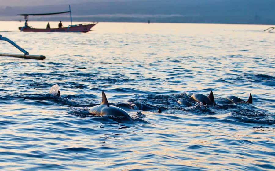 Bali: Lovina dolphin adventure with breakfast and snorkling. - Snorkeling in Lovina: coral reef time with gear included