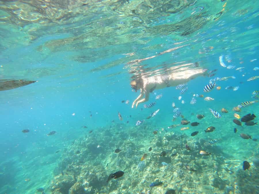 Bali: Lovina dolphin adventure with breakfast and snorkling. - Banyumala Twin Waterfalls: the optional wow after the sea
