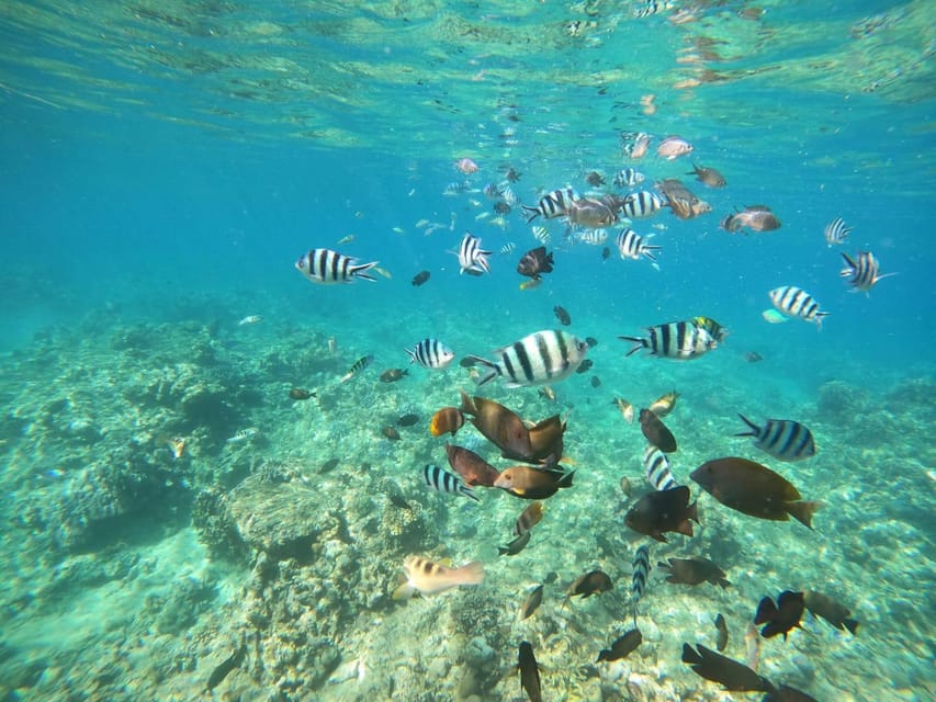 Bali: Lovina dolphin adventure with breakfast and snorkling. - Who should book this Lovina dolphin and snorkeling trip