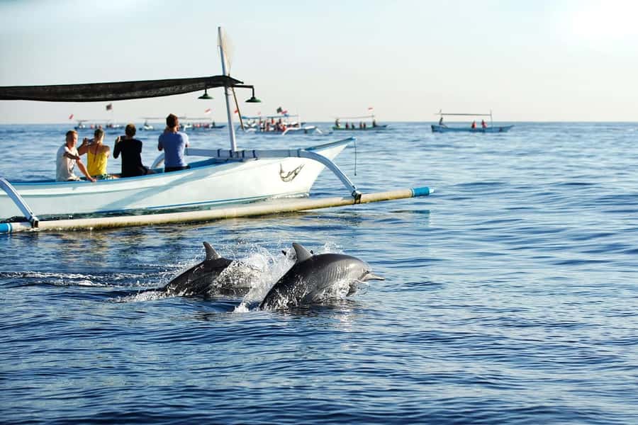Bali: Lovina dolphin adventure with breakfast and snorkling. - Dolphin watching in Lovina: what close-up really means here