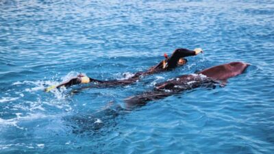 Bali/Lovina: Dolphin Snorkeling, Swimming & Waterfall Tour - The dolphin boat and the plank swim: what it’s like in real conditions