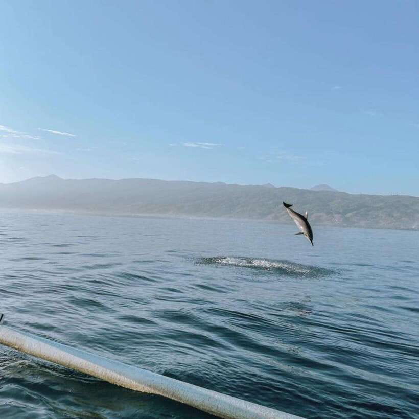 Bali Lovina dolphin Tour & Watching Sunrise - Key highlights to look for