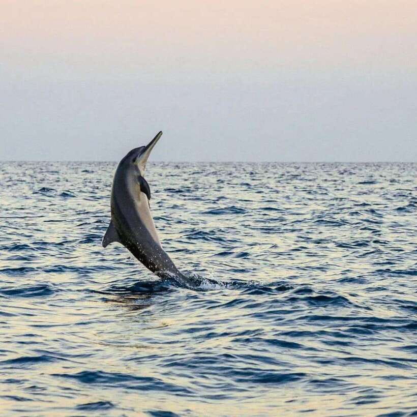 Bali Lovina dolphin Tour & Watching Sunrise - Dolphin ethics check: what to ask before you go