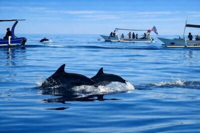 Bali/Lovina: Guided Dolphin Watching & Sunrise Boat Snorkel - Dolphin Search and Boat Etiquette (The Part That Actually Matters)