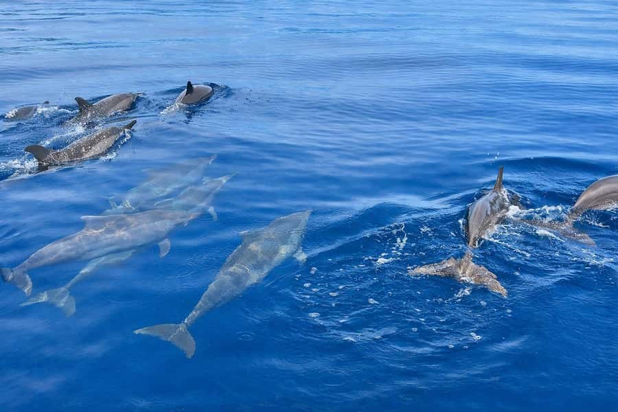 Bali/Lovina: Guided Dolphin Watching & Sunrise Boat Snorkel - Snorkeling After: Reef Time Without Another Ticket