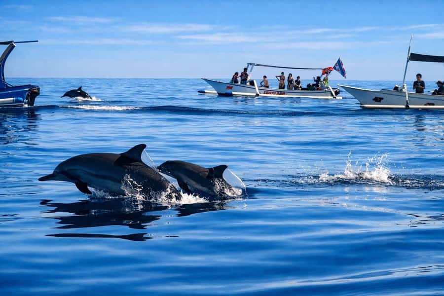 Bali/Lovina: Guided Dolphin Watching & Sunrise Boat Snorkel - Who This Tour Fits Best (And Who Should Skip It)
