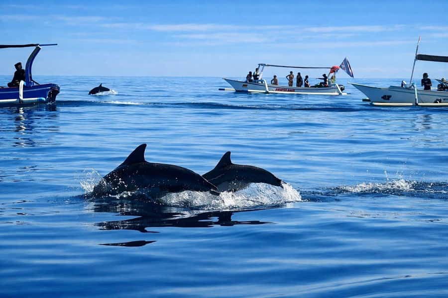 Bali/Lovina: Guided Dolphin Watching & Sunrise Boat Snorkel - Dolphin Search and Boat Etiquette (The Part That Actually Matters)