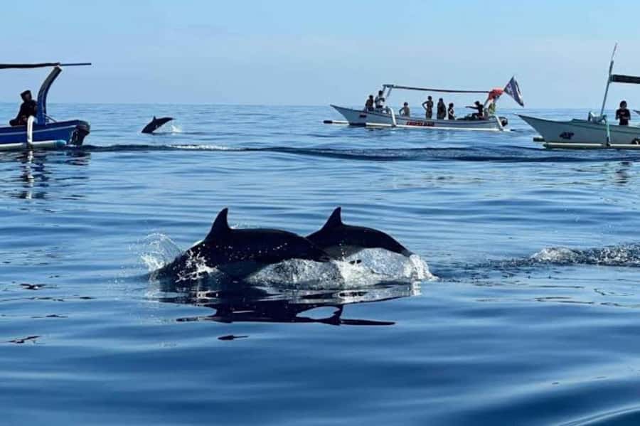 Bali: Lovina Swimming With Dolphine & Snorkeling Tour - Key things to know before you go