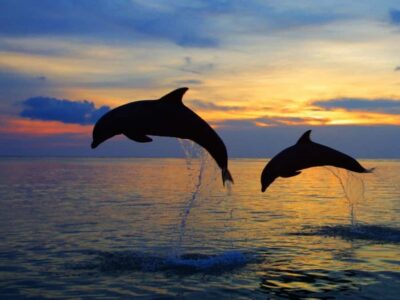 Bali: Lovina Swimming With Dolphine & Snorkeling Tour - Getting there: pickup areas and the Erik Dolphine meet point