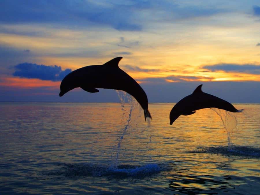Bali: Lovina Swimming With Dolphine & Snorkeling Tour - Getting there: pickup areas and the Erik Dolphine meet point