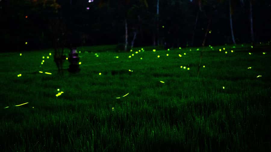 Bali: Magical Fireflies Tour in Taro Village with Dinner - Why Taro Village feels different after dark