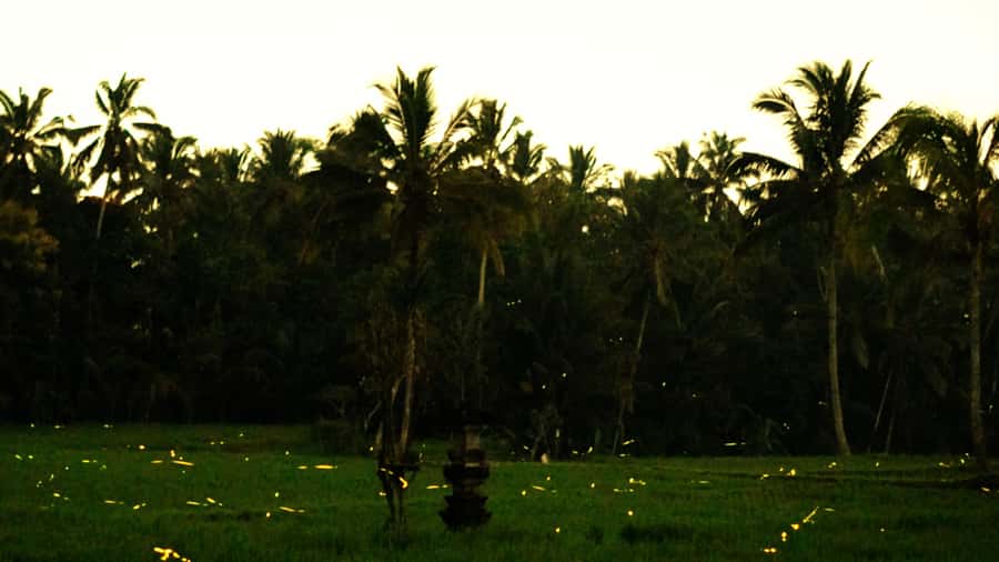Bali: Magical Fireflies Tour in Taro Village with Dinner - The drive to Delodsema: sunset views plus an easy start