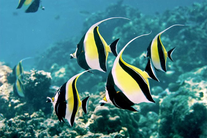 Bali Menjangan Island Snorkeling Day Tour - Key things that make this Menjangan day work