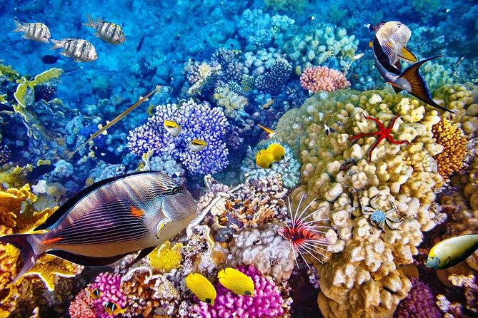 Bali Menjangan Island Snorkeling Day Tour - Menjangan Island snorkeling: why this corner of Bali is different
