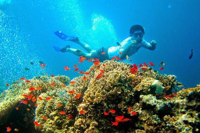 Bali Menjangan Island Snorkeling Day Tour - Gear and comfort: what’s provided versus what you bring
