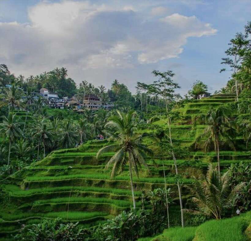 Bali: monkey forest, rice terrace, water temple, waterfall - Key highlights to know before you go