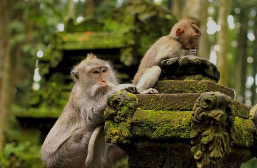 Bali: monkey forest, rice terrace, water temple, waterfall - How This Bali One-Day Route Feels: Pickup, Pacing, and Private Time