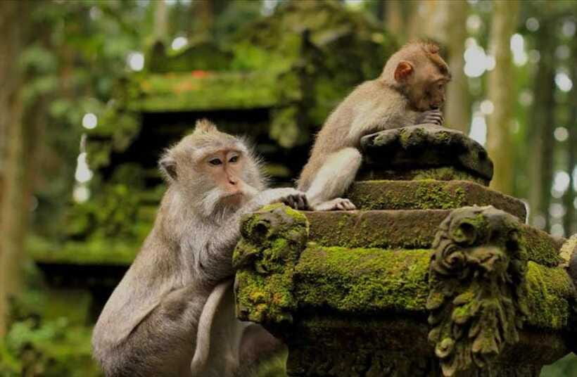 Bali: monkey forest, rice terrace, water temple, waterfall - Tirta Empul Water Temple: Purification at the Holy Springs