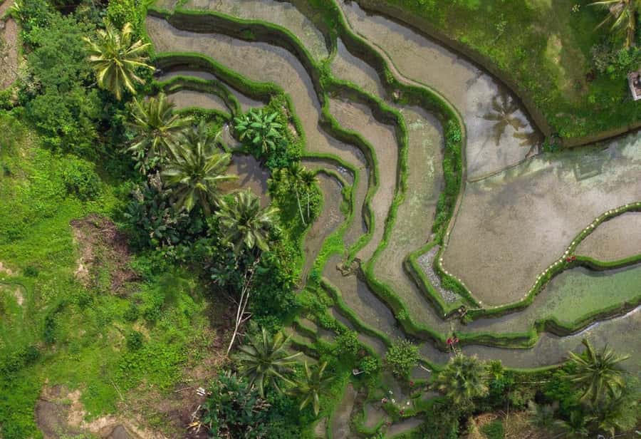 Bali: Monkey Forest, Tegalalang, Uluwatu & Kecak Dance Tour - Entering Ubud’s Monkey Forest Sanctuary without getting your stuff stolen