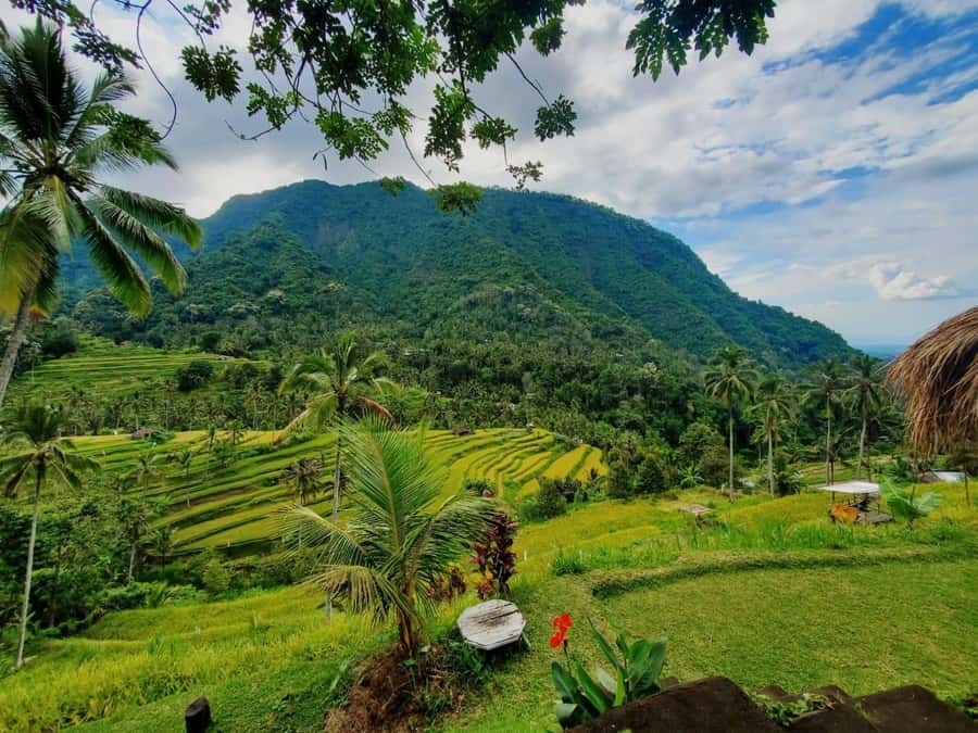 Bali: North Bali Waterfalls and Twin Lakes Tour with Lunch - De Koffie–Wanagiri and the coffee/tea plantation learning stop