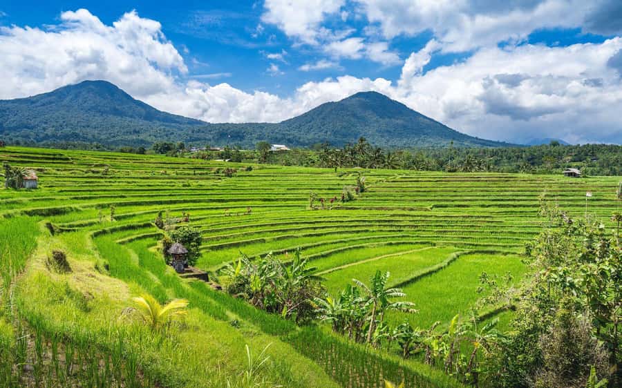 Bali: North Highlights Private Full-Day Customized Tour - How the 10-Hour North Bali Day Actually Works