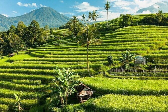 Bali : Northern Bali Private Day Trip with Transfer - Jatiluwih Green Land (UNESCO): Rice Terraces and the Communal Water System
