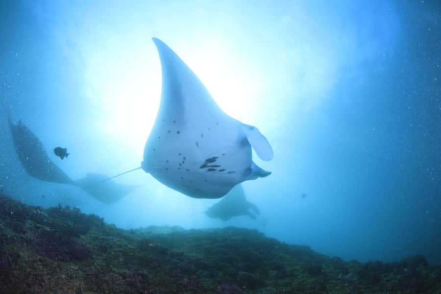 Bali/Nusa Penida: 3 Fun Dives to Manta Point, Mola & Reef - Key highlights worth planning for