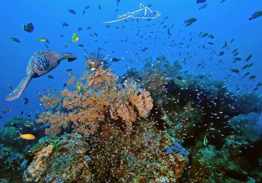 Bali/Nusa Penida: 3 Fun Dives to Manta Point, Mola & Reef - Sanur check-in, harbor loading, and the bumpy speedboat reality