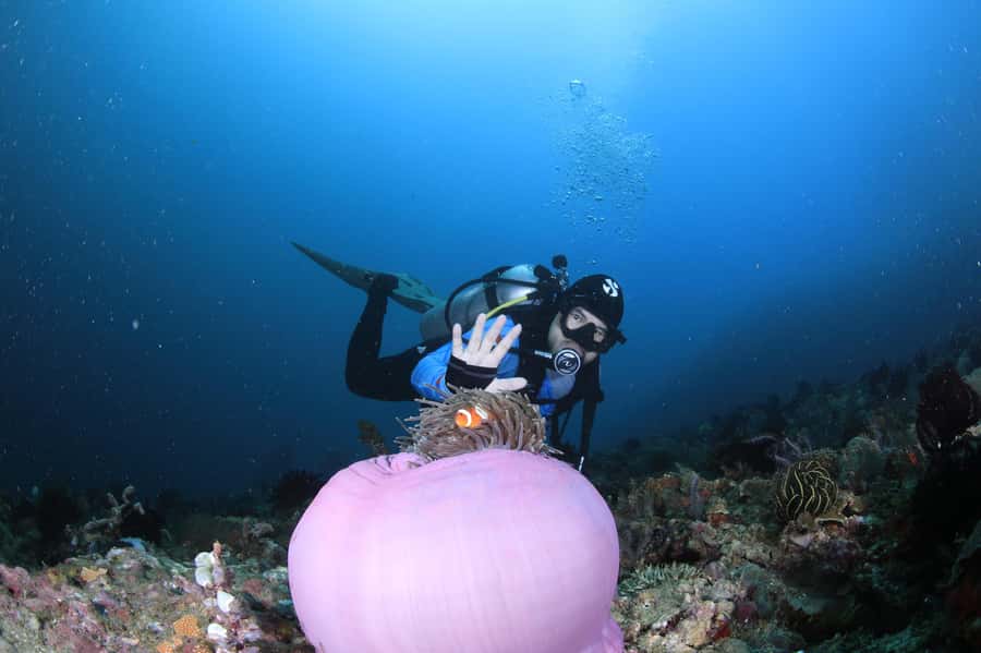 Bali/Nusa Penida: 3 Fun Dives to Manta Point, Mola & Reef - Crystal Bay: reef life and the “in-between” excitement