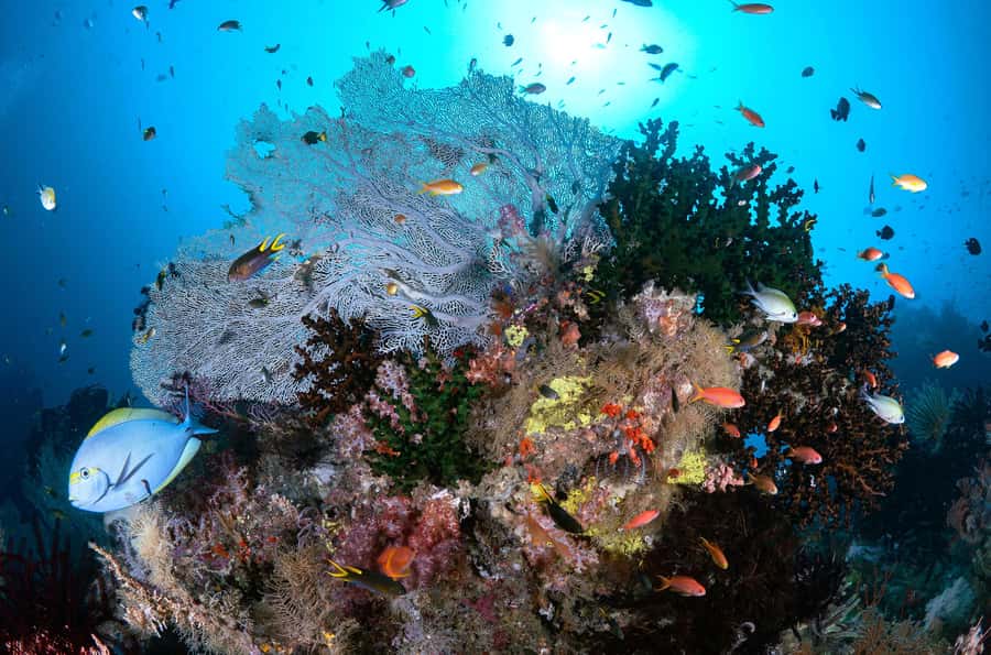 Bali/Nusa Penida: 3 Fun Dives to Manta Point, Mola & Reef - Secret lunch stop and SD Point: finishing strong after the boat run
