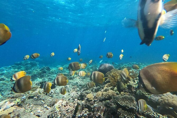 Bali Nusa Penida and Private Snorkeling (Manta Bay, Gamat, Wall) - Transitioning from land views to private snorkeling