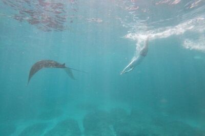 Bali Nusa Penida and Private Snorkeling (Manta Bay, Gamat, Wall) - Kelingking Beach and the Penida cliff lineup