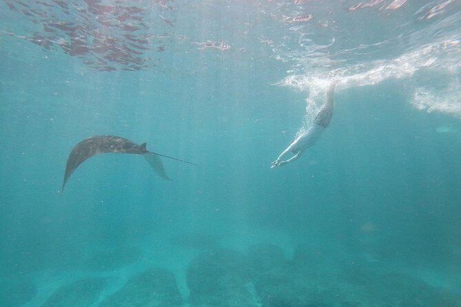 Bali Nusa Penida and Private Snorkeling (Manta Bay, Gamat, Wall) - Kelingking Beach and the Penida cliff lineup