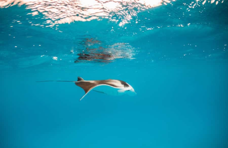 Bali/Nusa Penida: Manta Point Snorkel Boat & West Coast Tour - Photos, GoPro footage, and optional add-ons you should consider