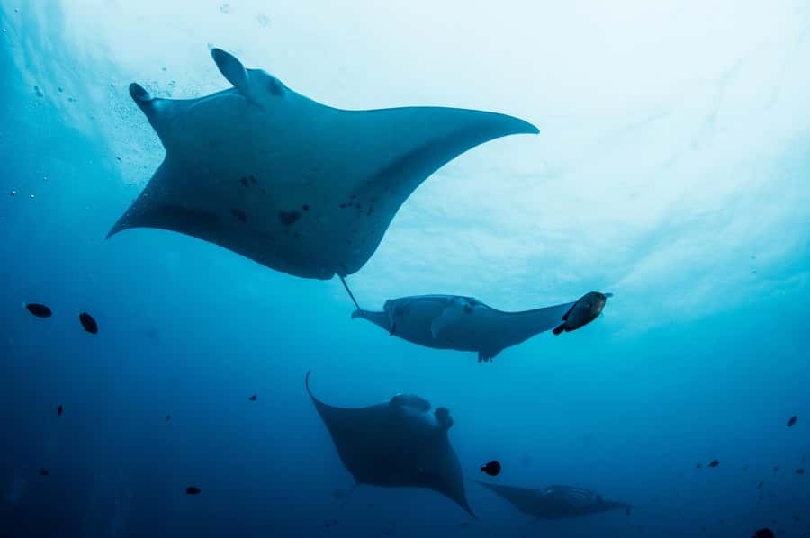 Bali/Nusa Penida: Manta Point Snorkel Boat & West Coast Tour - Gamat Bay: the second snorkel stop (and why it matters)