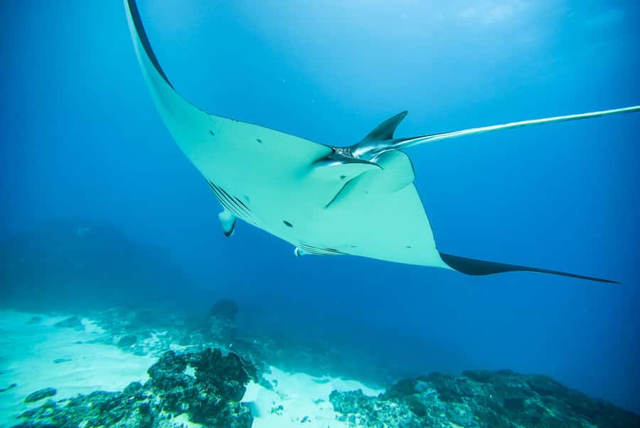Bali: Nusa Penida Speedboat Trip with Snorkeling and Tour - Premium Upgrade: When “More Time in the Water” Is Worth It