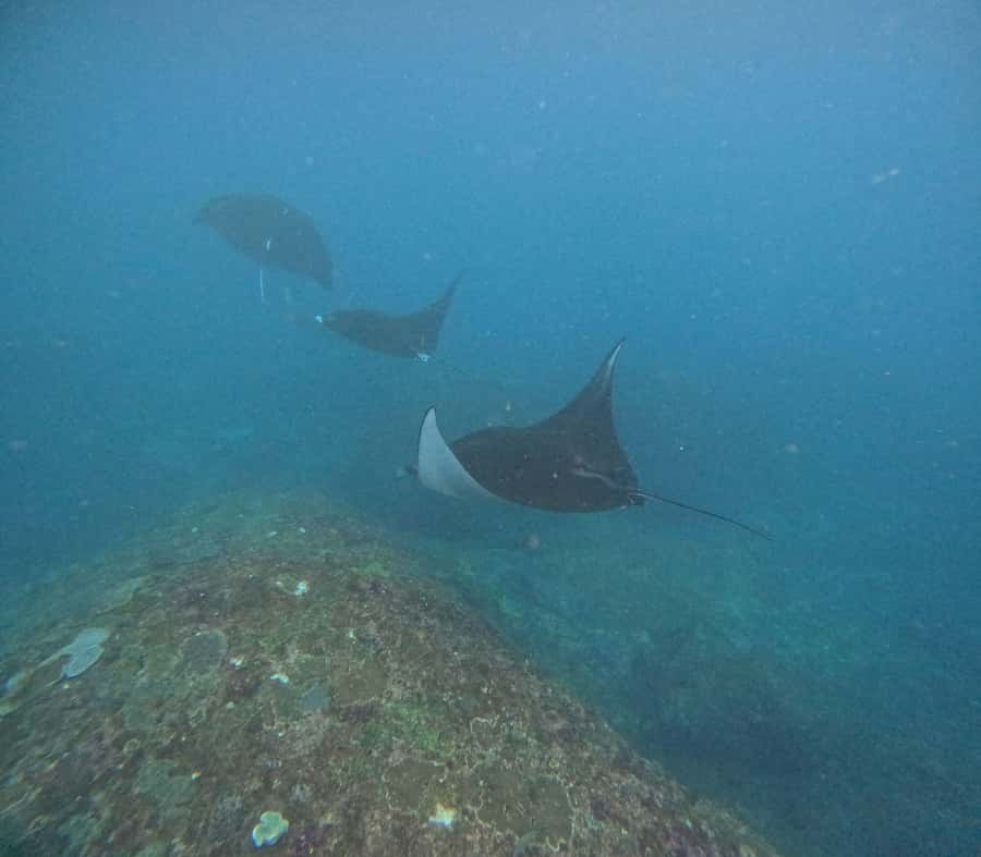 Bali: Nusa Penida Tour with Lunch & Manta Point Snorkeling - Kelingking Beach: the iconic viewpoint stop
