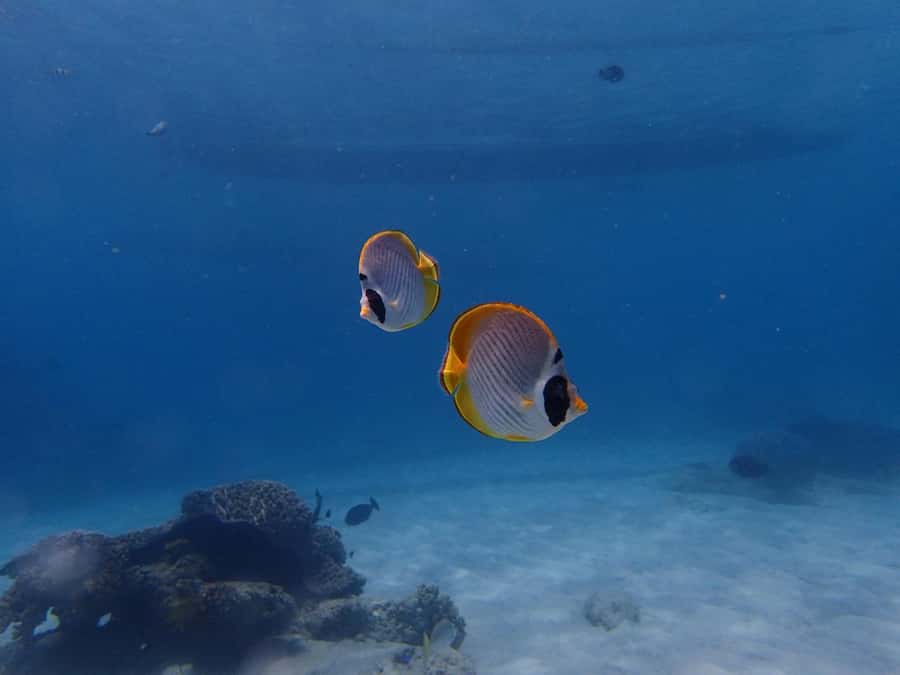 Bali: Padangbai Blue Lagoon Scuba Diving Private Tour - Key things I’d circle on your plan